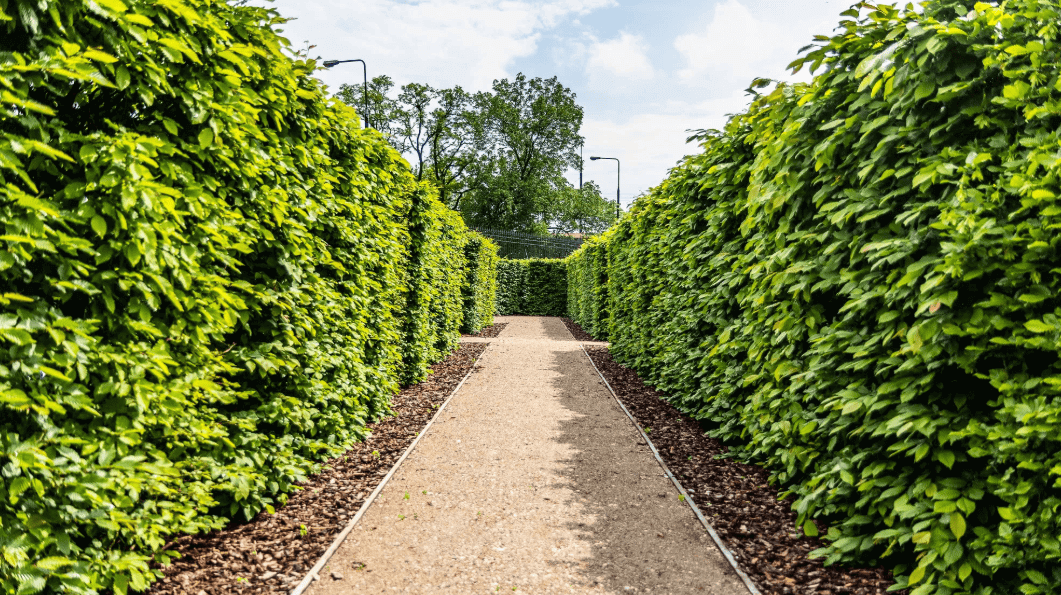 จะสร้างแนวรั้วพุ่มไม้ในฝันได้อย่างไร?