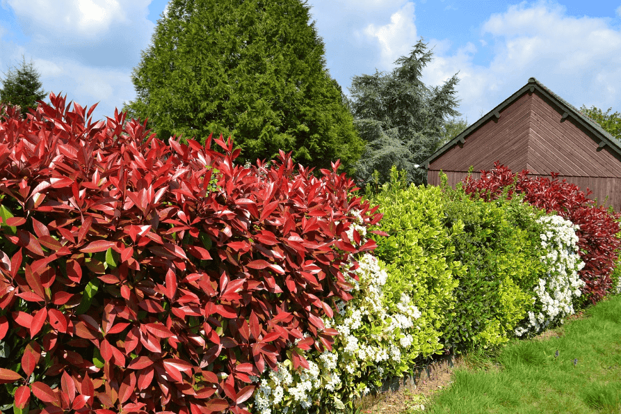 จะเลือกพืชสำหรับทำรั้วต้นไม้อย่างไร?